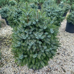 Smrek balkánsky (Picea omorika) ´NANA´ výška 40-60 cm, Ø 40-50 cm, kont. C25L